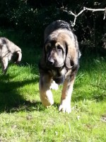 /album/cachorros/a20131124-140454-calle-alta-1-jpg/